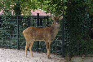 Barasing - redko deer incredible beauty